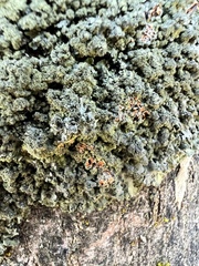 Phaeophyscia rubropulchra