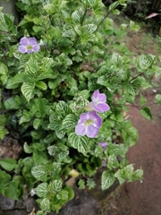 Asystasia gangetica image
