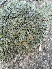 Phaeophyscia rubropulchra