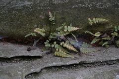 Asplenium pinnatifidum