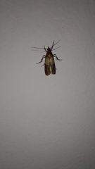 Plodia interpunctella