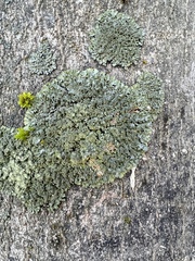 Phaeophyscia rubropulchra
