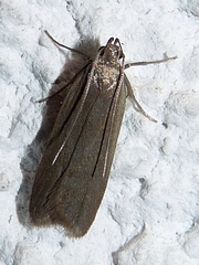 Acompsia cinerella