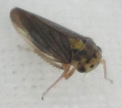 Macropsis scotti