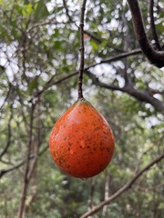 Melodinus suaveolens