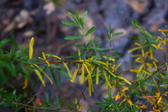 Hypericum galioides