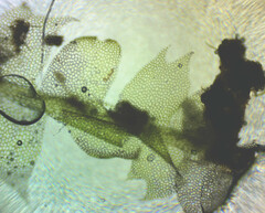 Lophocolea heterophylla