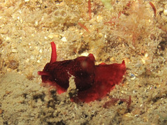 Pleurobranchaea meckeli