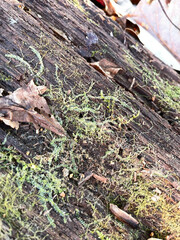 Lophocolea heterophylla