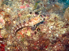 Parablennius tentacularis