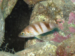 Serranus hepatus