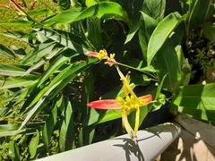 Heliconia psittacorum
