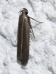 Acompsia cinerella