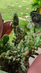 Opuntia cochenillifera