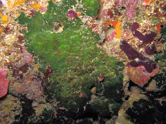 Palmophyllum crassum