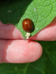 Dicranosterna semipunctata