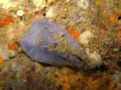 Arca noae