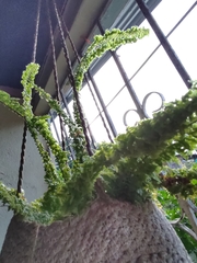 Myriopteris myriophylla