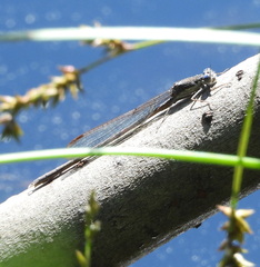 Sympecma fusca