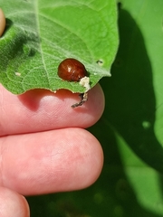 Dicranosterna semipunctata