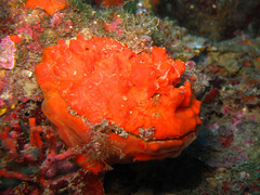 Spondylus gaederopus