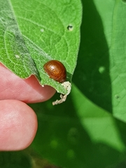 Dicranosterna semipunctata