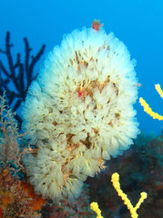 Pycnoclavella communis