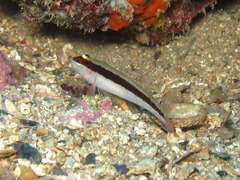 Gobius vittatus