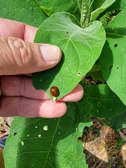 Dicranosterna semipunctata