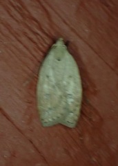 Machimia tentoriferella