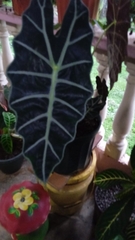 Alocasia amazonica
