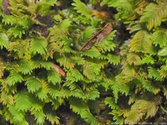 Fissidens bryoides