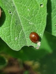 Dicranosterna semipunctata