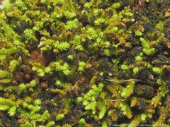 Claopodium rostratum