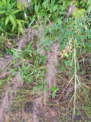 Eragrostis spectabilis