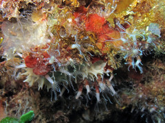 Clavularia crassa