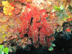 Alcyonium acaule