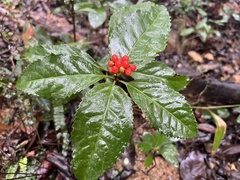 Sarcandra glabra