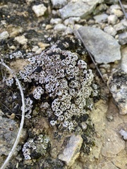 Psora