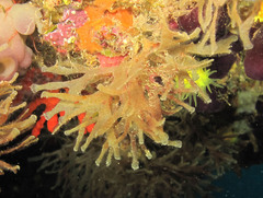 Chartella tenella