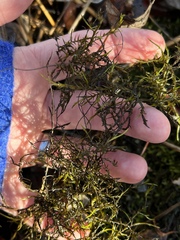 Dichelyma capillaceum