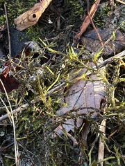 Dichelyma capillaceum