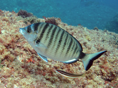 Diplodus puntazzo