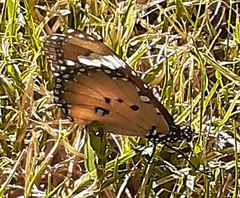 Danaus petilia
