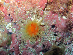 Balanophyllia regia