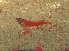 Tripterygion melanurus