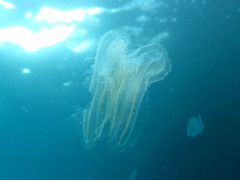 Leucothea multicornis