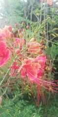 Caesalpinia