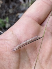 Bouteloua pectinata