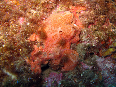 Hemimycale columella